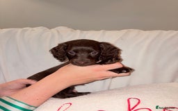 Mixed Breed dogs for sale: Daxipoo - Image 3