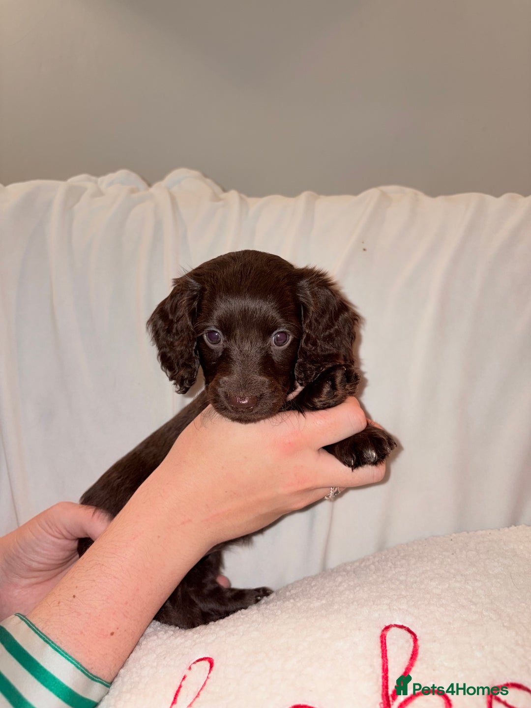 Mixed Breed dogs for sale: Daxipoo - Image 3