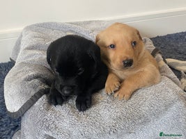 Labrador Retriever dogs - Advert 3