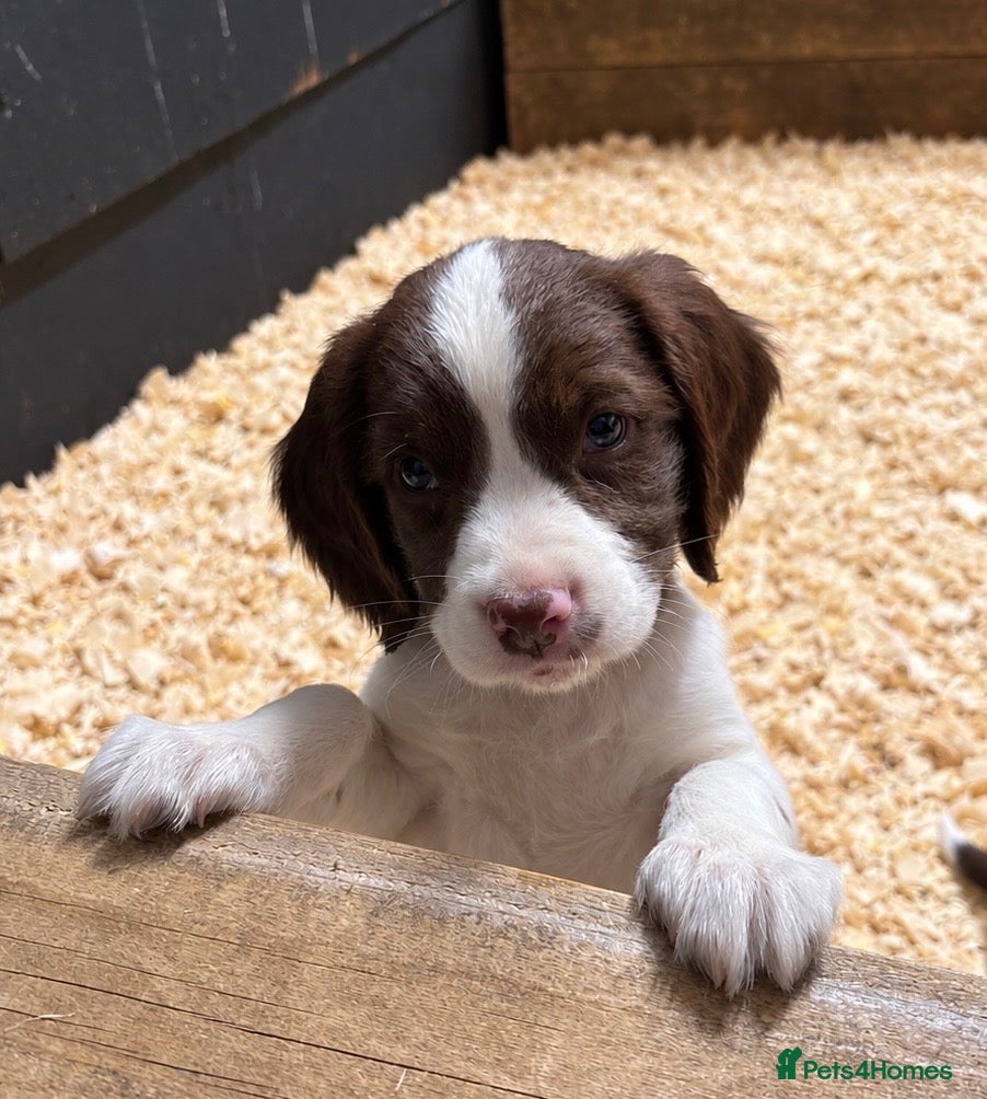 English Springer Spaniel dogs 1 Boy left 🩵 available today-Springer Spaniel Pup - Advert 1