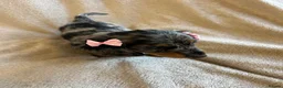 Miniature Dachshund dogs for sale:  KC Registered Miniature Dachshund Puppies - Advert 20