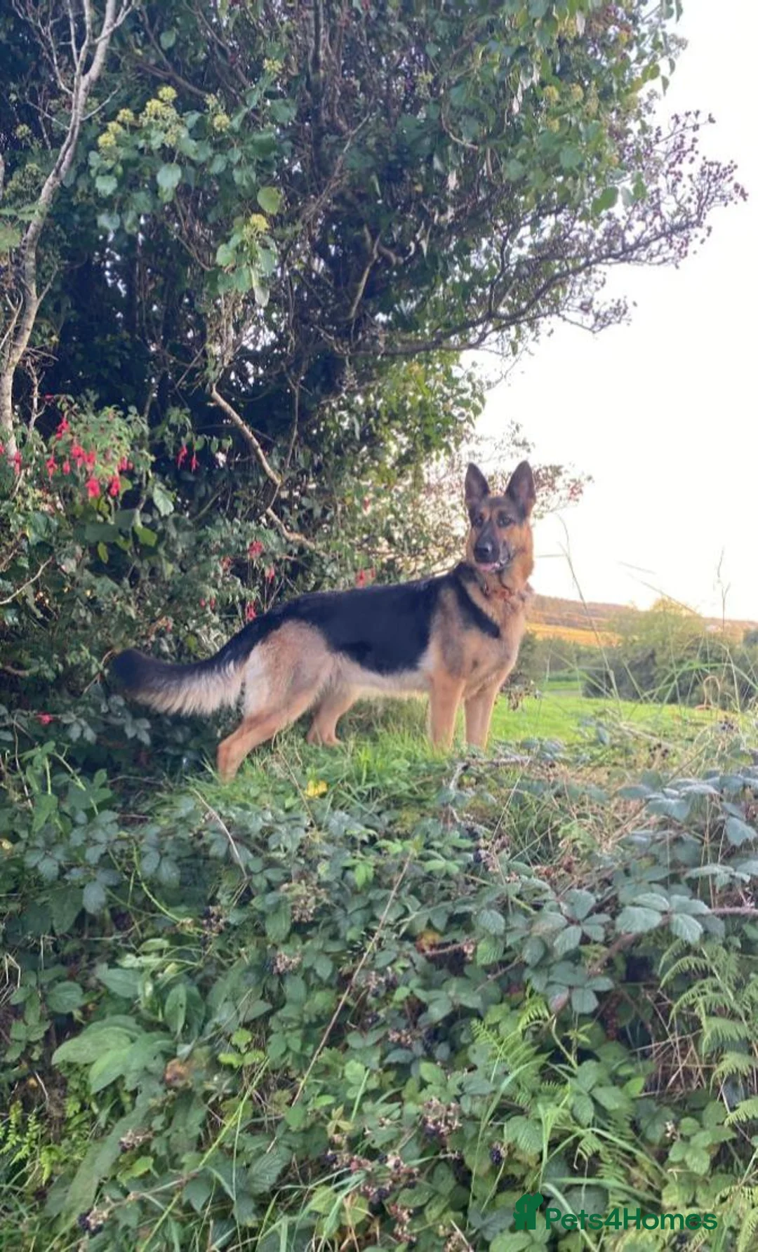 German Shepherd dogs for sale: Four standout female German Shepherd puppies in Redcar - Advert 9