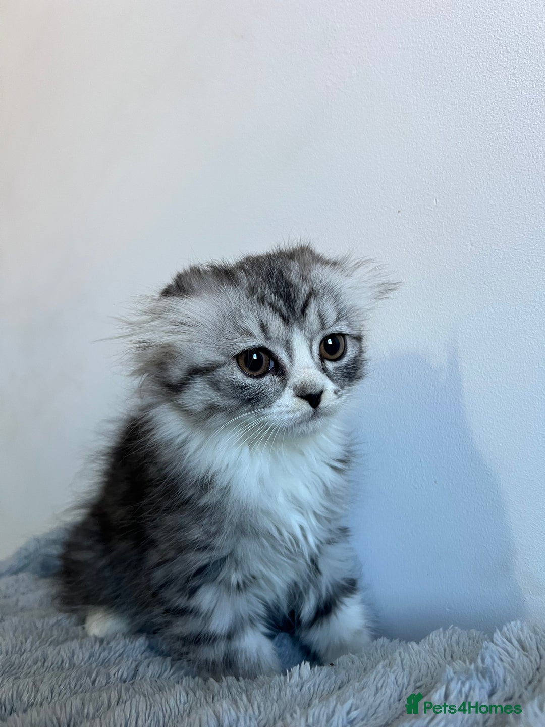 Scottish Fold cats for sale: Long hair Scottish fold kittens - Advert 3