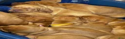 Hungarian Vizsla dogs for sale: 5* HUNGARIAN VIZSLA PUPPIES KC REGISTERED  - Advert 21