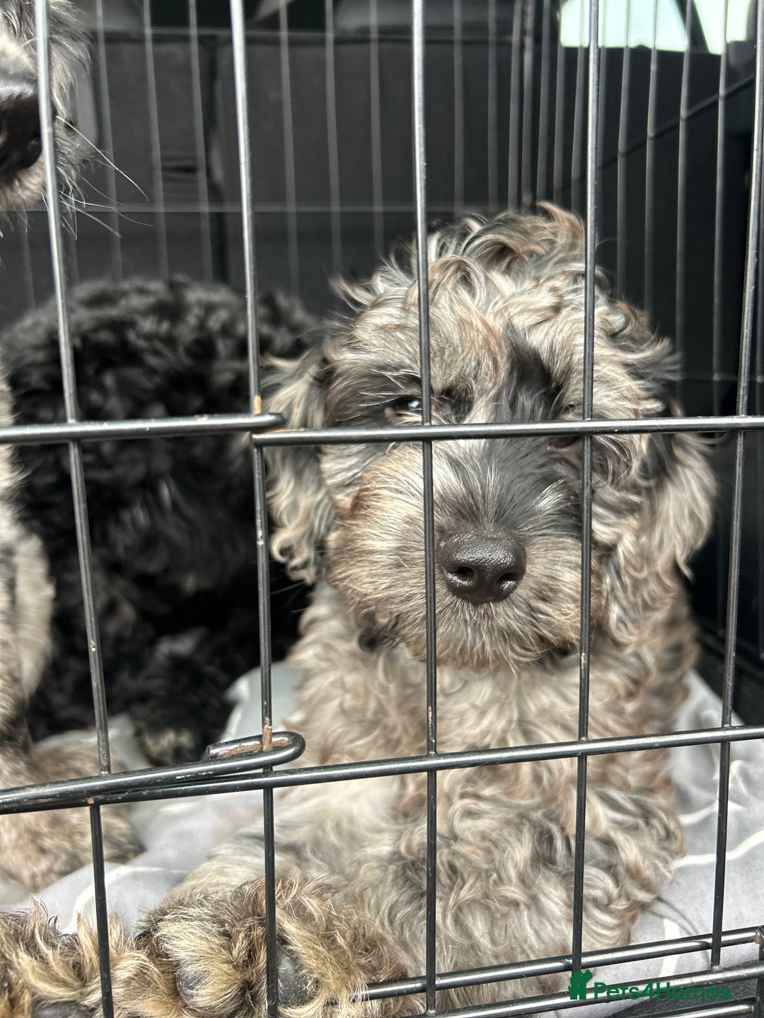 Cockapoo dogs for sale: Ready Now Beautiful Cockapoo pups £1000 in Wolverhampton - Image 20