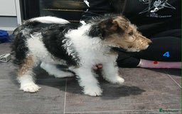 Fox Terrier dogs for sale: KC Reg Wire Fox Terrier Puppies READY NOW - Image 34