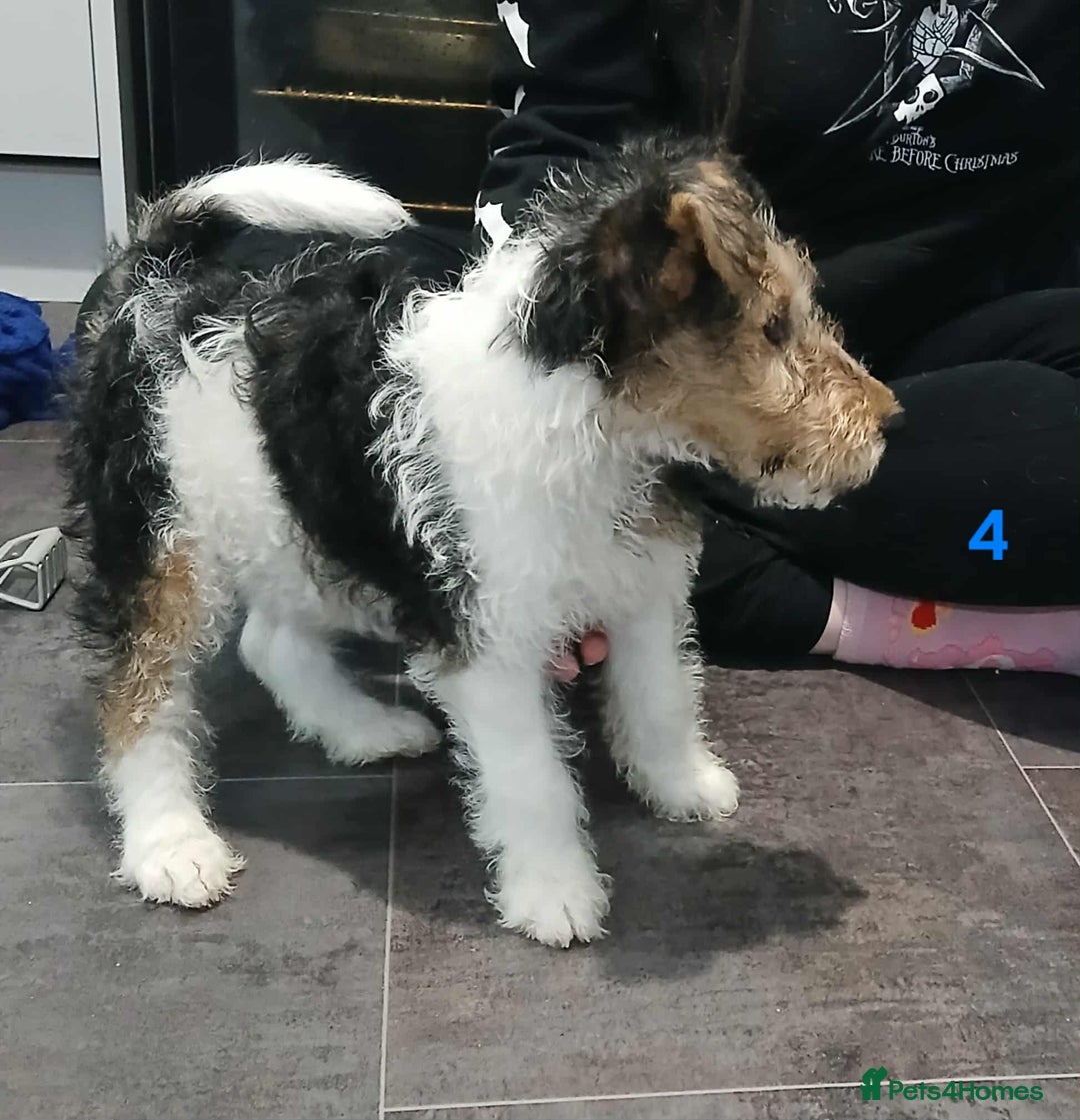 Fox Terrier dogs for sale: KC Reg Wire Fox Terrier Puppies READY NOW - Image 34