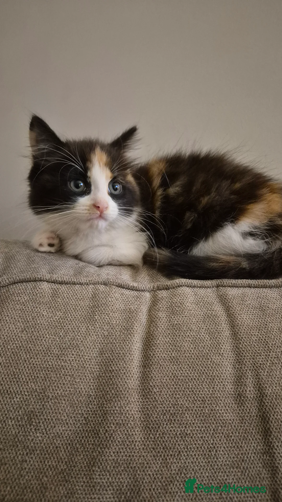 Turkish Angora cats for sale: Turkish Angora cat - Advert 2