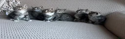 Mixed Breed cats for sale: Six Beautiful Tabby Kittens  - Advert 9