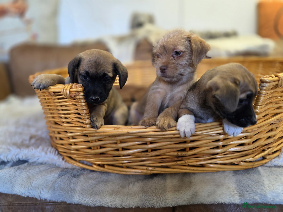 Jack Russell dogs for sale: Beautiful types of broken coated and smoothed  - Image 15