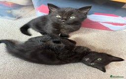 Mixed Breed cats for sale: Little Black Beauties - Image 4