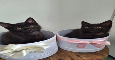 British Shorthair cats - Advert 6