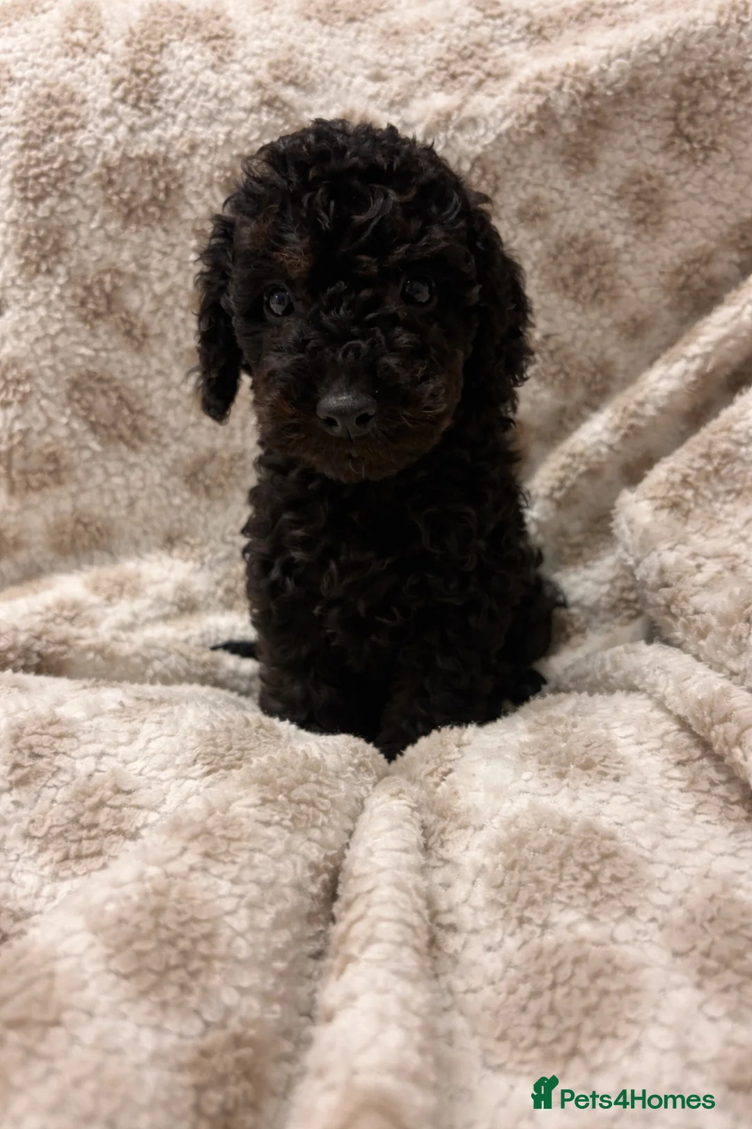 Cockapoo dogs for sale: Ready to leave Cockapoo puppies! - Advert 1