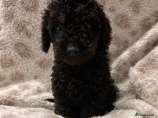 Cockapoo dogs Ready to leave Cockapoo puppies! - Advert 1