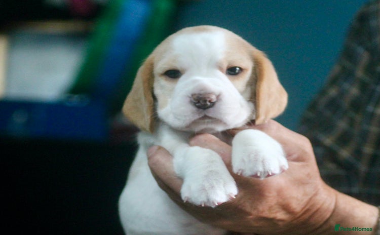 Beagle dogs - Advert 1
