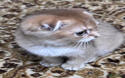 Scottish Fold cats for sale: Pure Scottish kittens in hull - Image 17