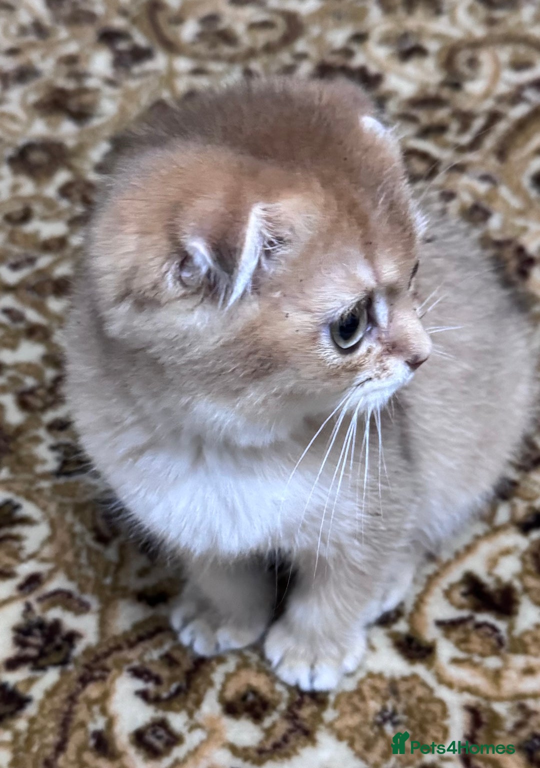 Scottish Fold cats for sale: Pure Scottish kittens in hull - Image 17