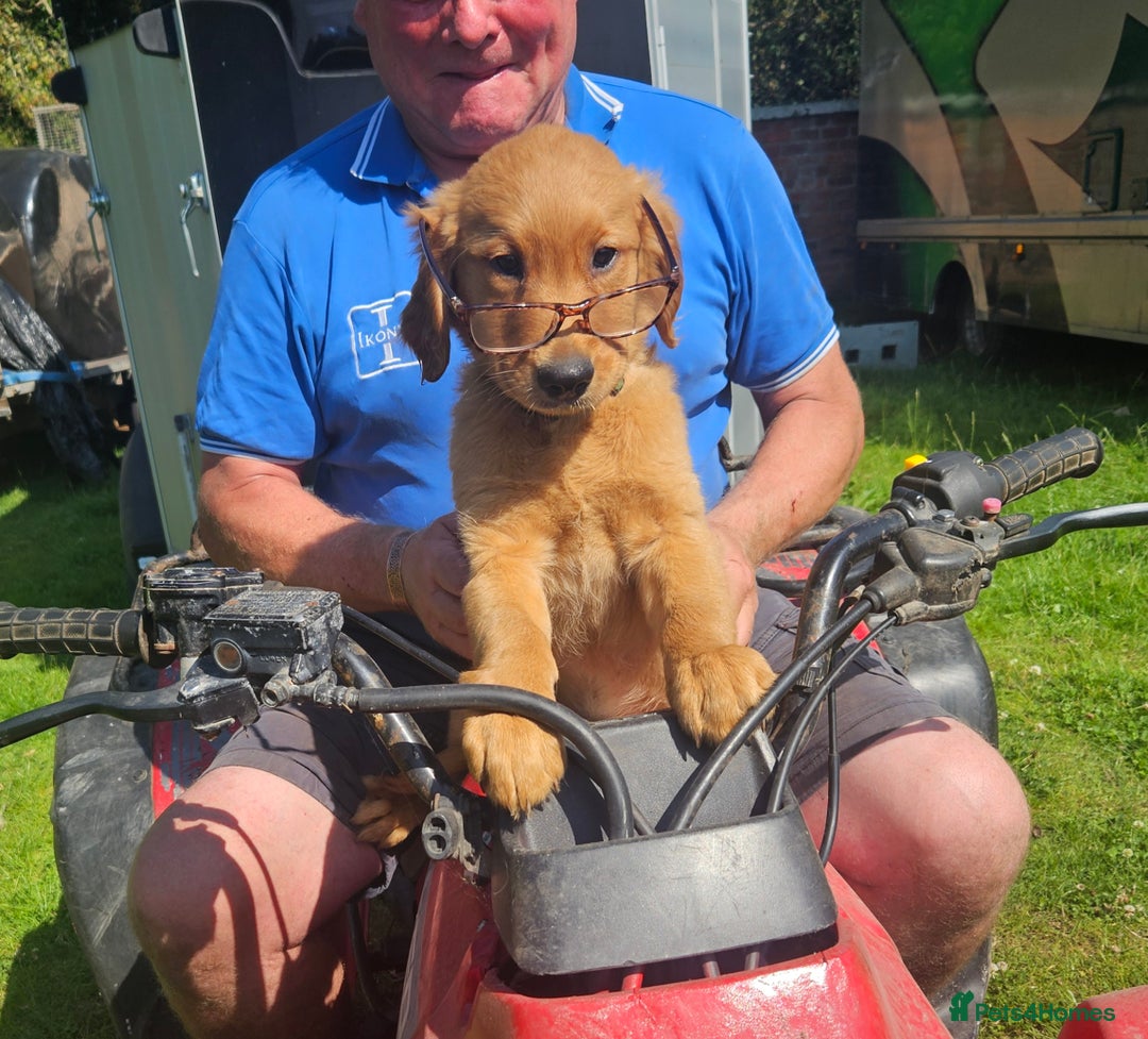 Golden Retriever dogs for sale: Golden retriever pups - Image 2