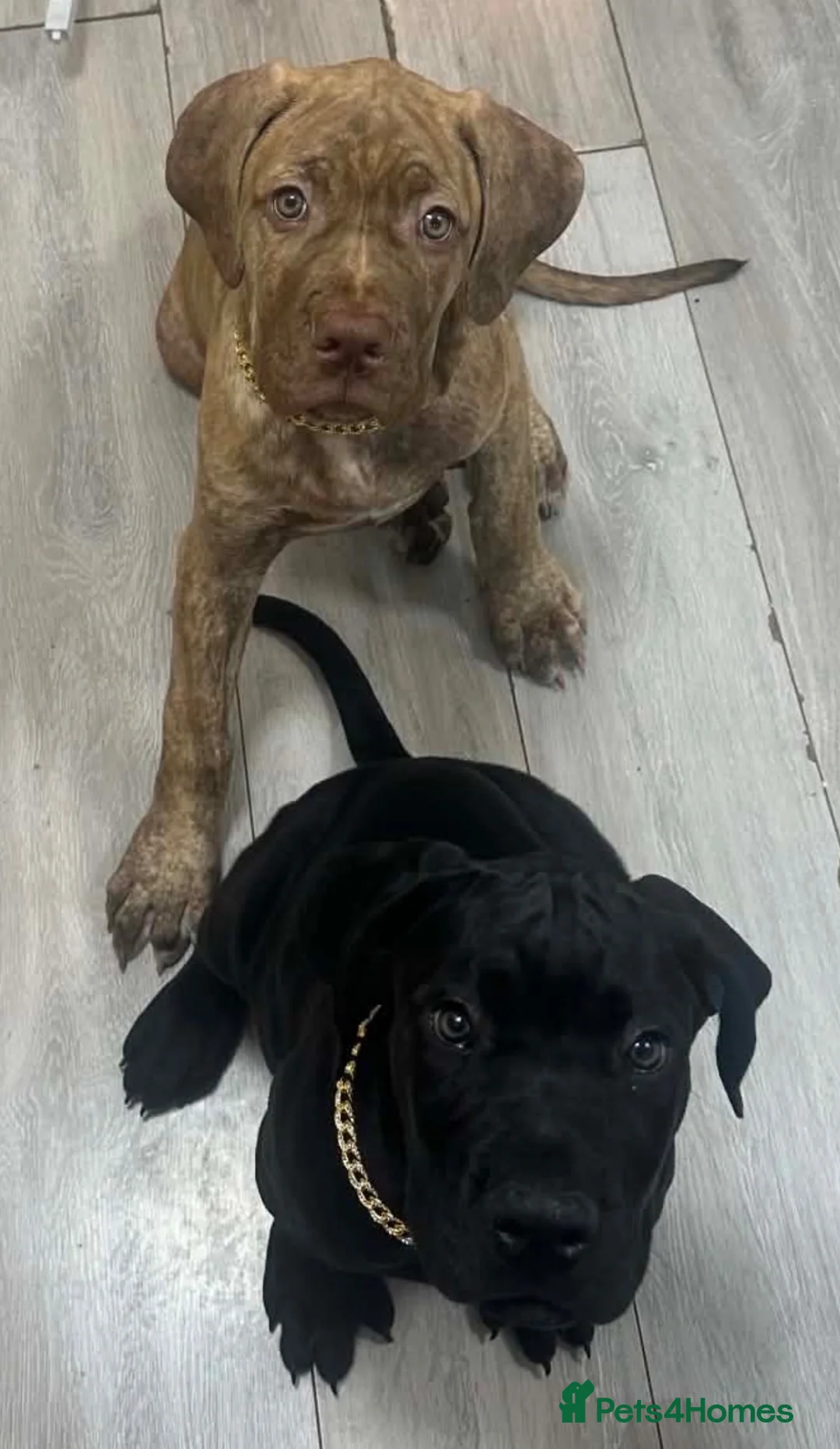 Cane Corso dogs for sale: Beautiful Cane Corso Cross Puppies – Male & Female in Gravesend - Advert 1