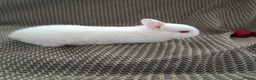 Netherland Dwarf rabbits for sale: Netherlands Dwarf rabbits (4) ready 21st November  in Dawlish - Advert 2