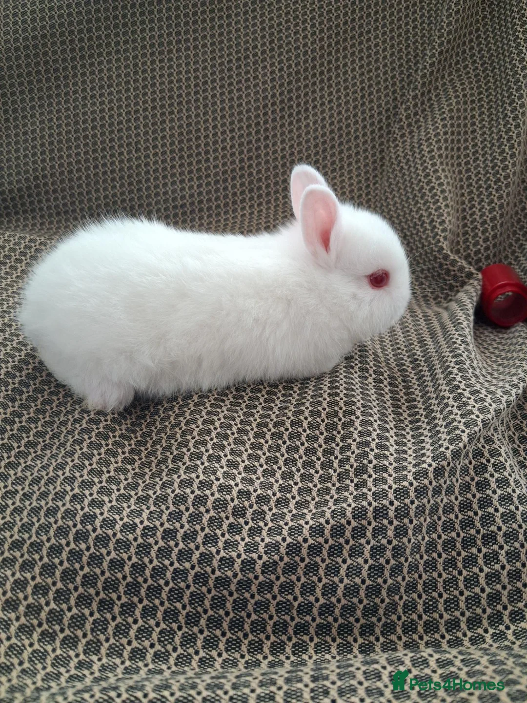 Netherland Dwarf rabbits for sale: Netherlands Dwarf rabbits (4) ready 21st November  in Dawlish - Advert 2