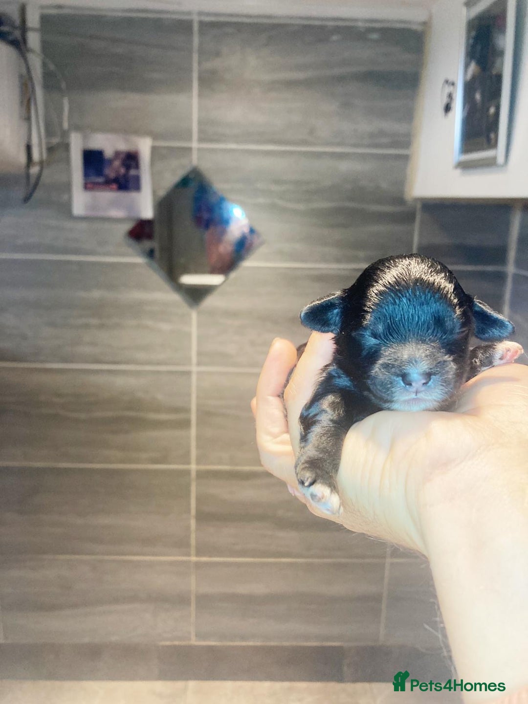 Shihpoo dogs for sale: 5 star rated Toy shihpoo puppies - Image 20