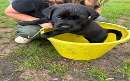 Labrador Retriever dogs for sale: Labrador retrievers  - Image 4