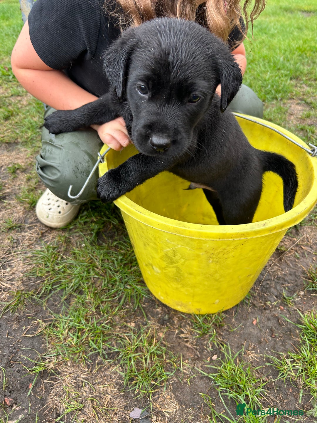 Labrador Retriever dogs for sale: Labrador retrievers  - Image 4