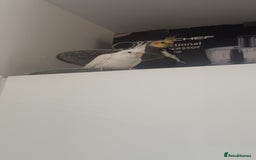 Cockatiels birds for sale: Cockatiel couple - Image 1
