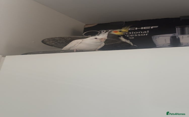Cockatiels birds - Advert 1