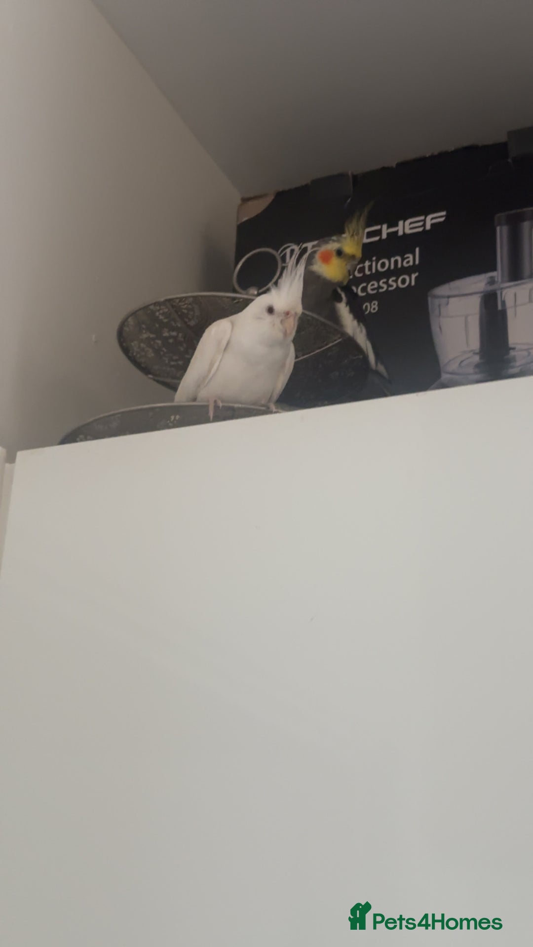 Cockatiels birds for sale: Cockatiel couple - Image 1