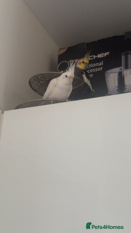 Cockatiels birds - Advert 9