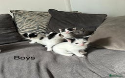 Mixed Breed cats for sale: Ragdoll cross - Image 6