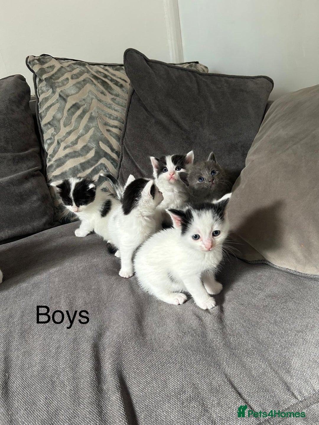 Mixed Breed cats for sale: Ragdoll cross - Image 6