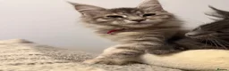 Maine Coon cats for sale: TICA Registered Maine Coon Kittens - Advert 28