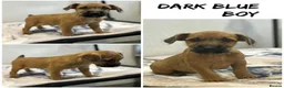 Lakeland Terrier dogs for stud: Lakeland terrier stud  - Advert 3