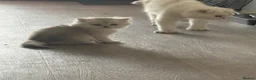 Scottish Fold cats for sale: Gorgeous Scottish fold kittens in London - Advert 12