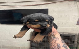 Rottweiler dogs for sale: Rottweiler/rotty puppies - Image 10