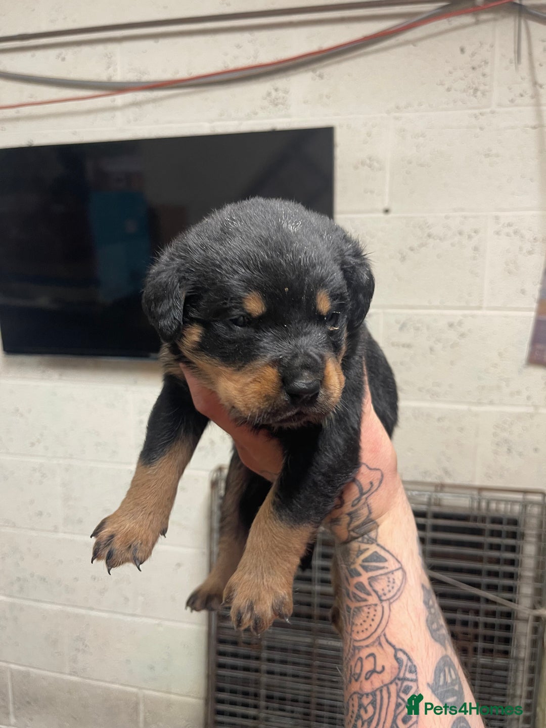 Rottweiler dogs for sale: Rottweiler/rotty puppies - Image 10