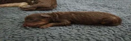 Toy Poodle dogs for stud: FOR STUD PEANUT  - Advert 6