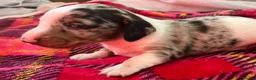 Miniature Dachshund dogs for sale: Lovely miniature dachshund pups  - Advert 5
