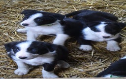 Border Collie dogs for sale: collie pups for working homes - Advert 6