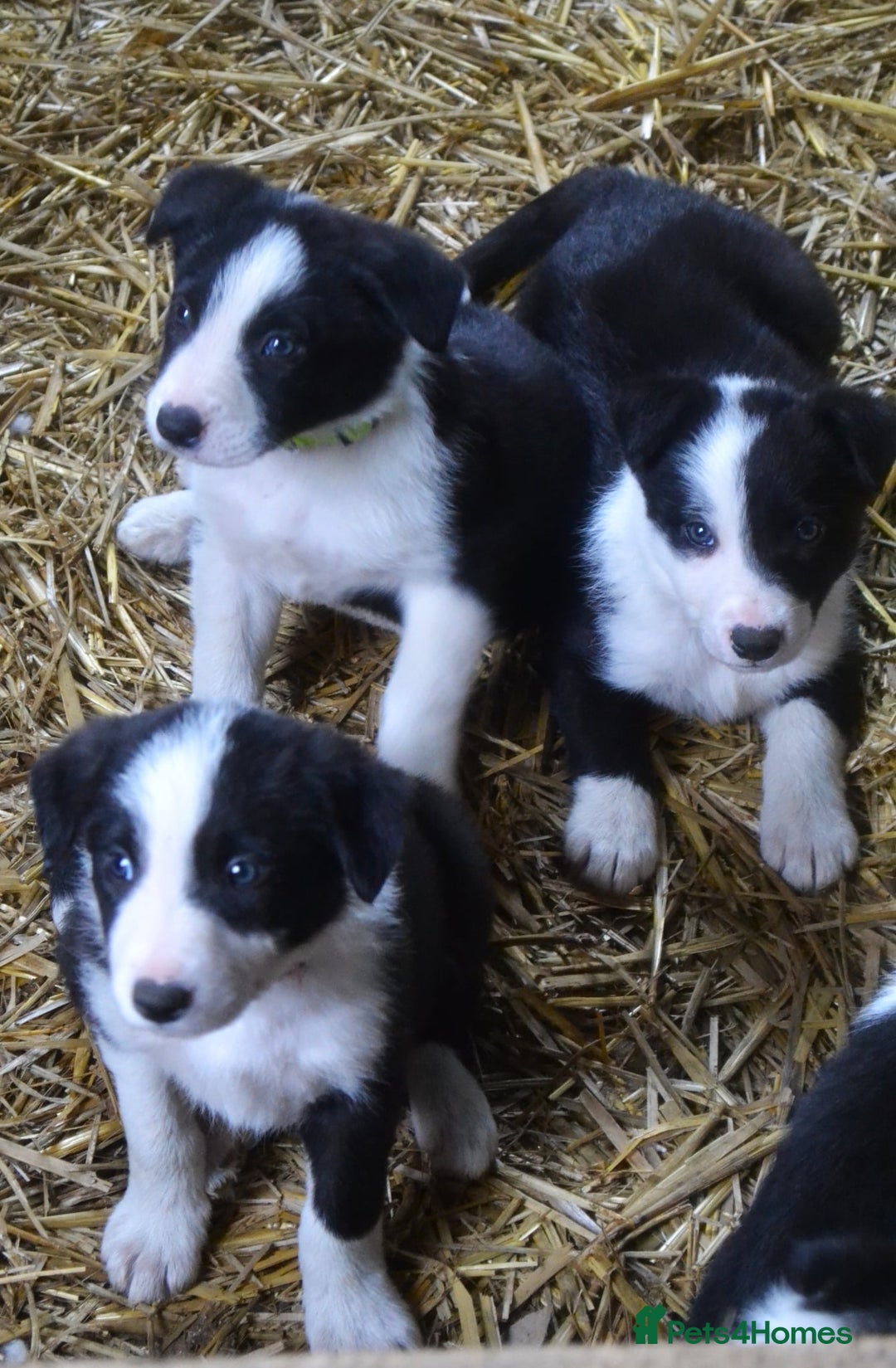 Border Collie dogs for sale: collie pups for working homes - Advert 6