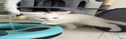 Turkish Angora cats for sale: 3 Adorable Kittens - Advert 5