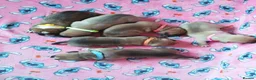 Staffordshire Bull Terrier dogs for sale: staff puppies - Advert 3