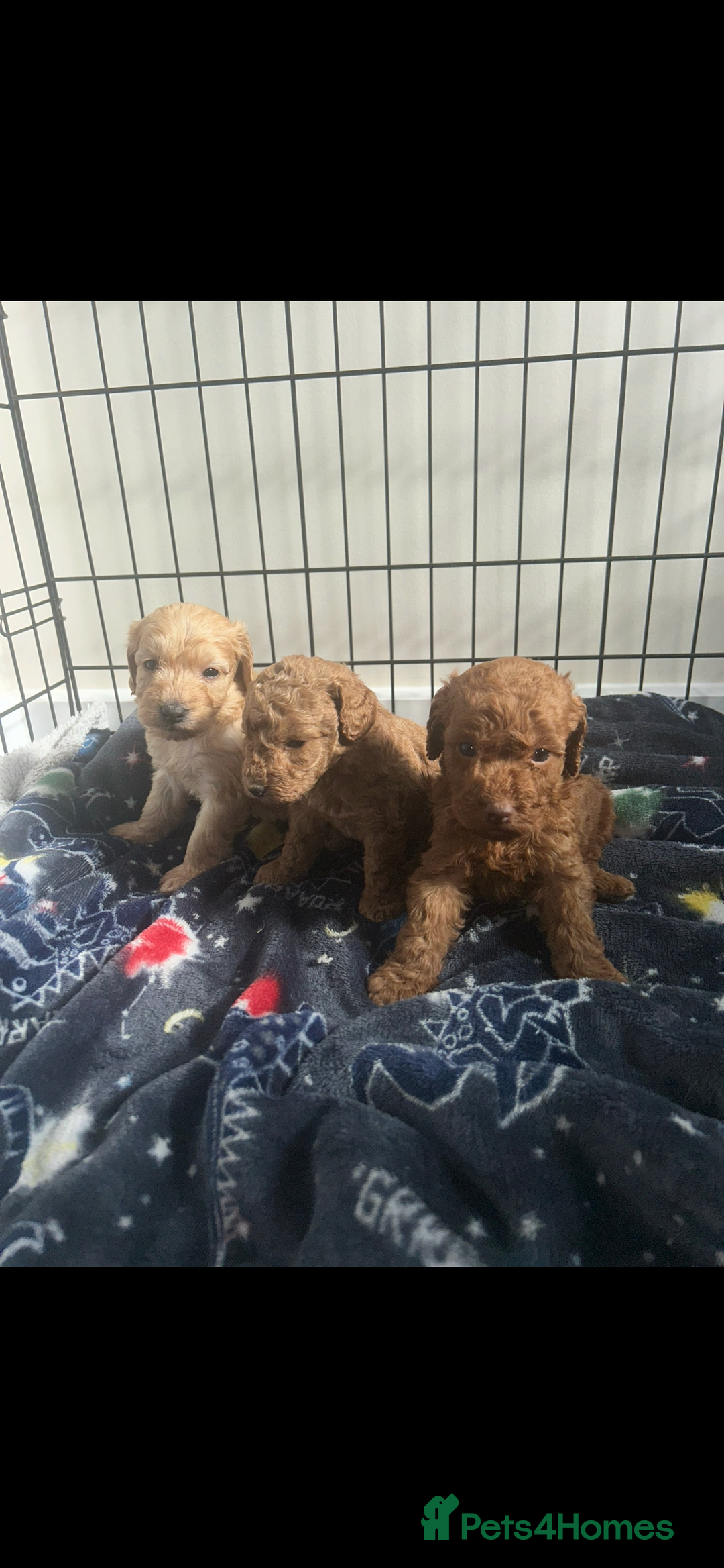 Cockapoo dogs for sale: F2 red Cockapoo puppies  - Image 17