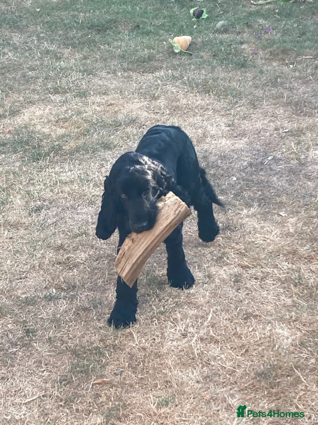 Cocker Spaniel dogs for sale: 8 Month Show Cocker Spaniel Male - Advert 3