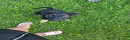 German Shepherd dogs for sale: Dolly and Toby - Advert 7
