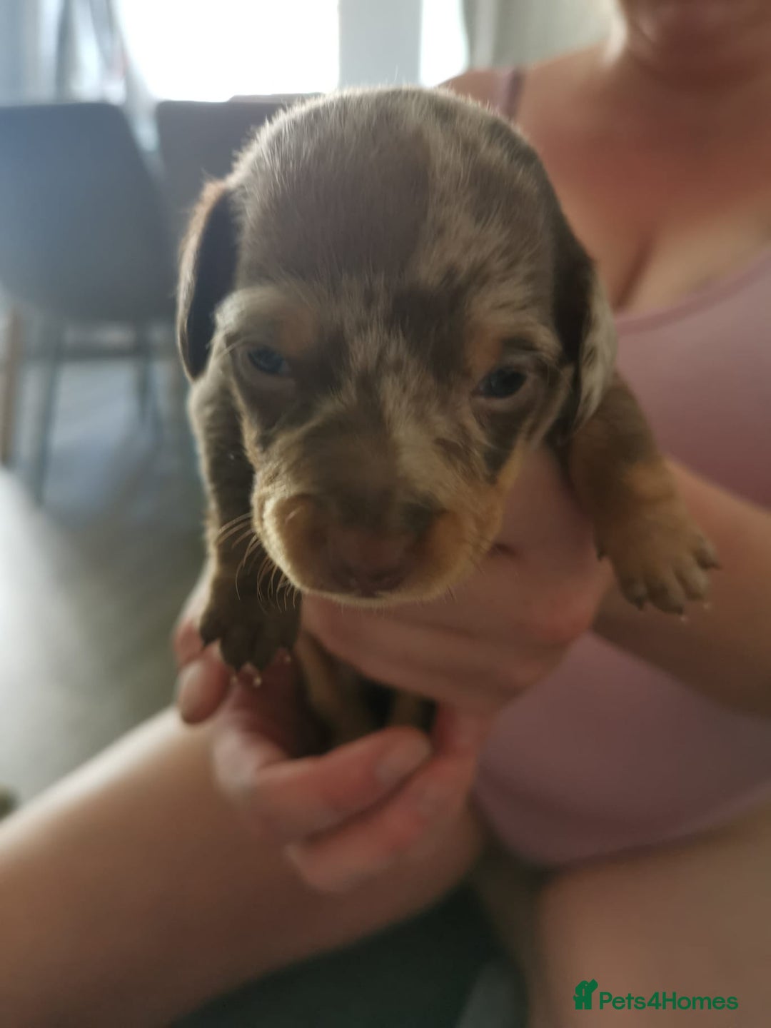 Miniature Dachshund dogs for sale: Miniature Dachshund  - Image 8