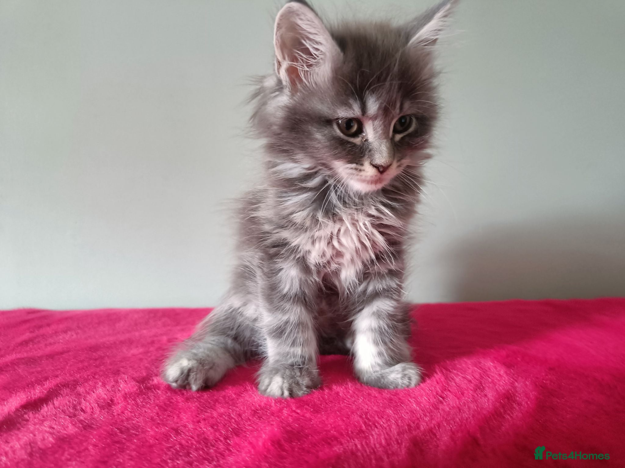 Maine Coon cats Tica registered Maine coon kittens - Advert 2